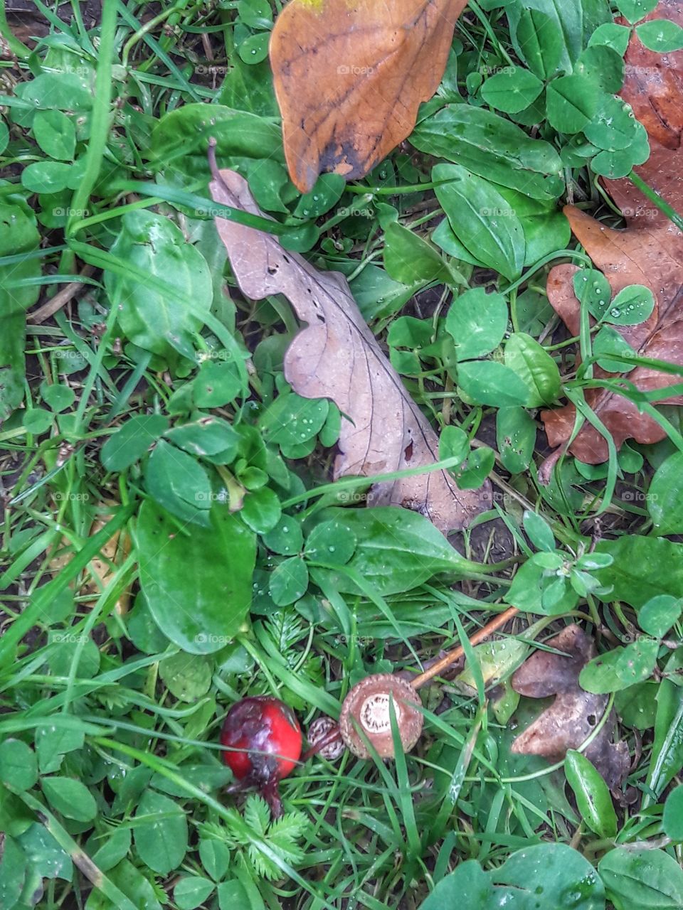 day green autumn grass