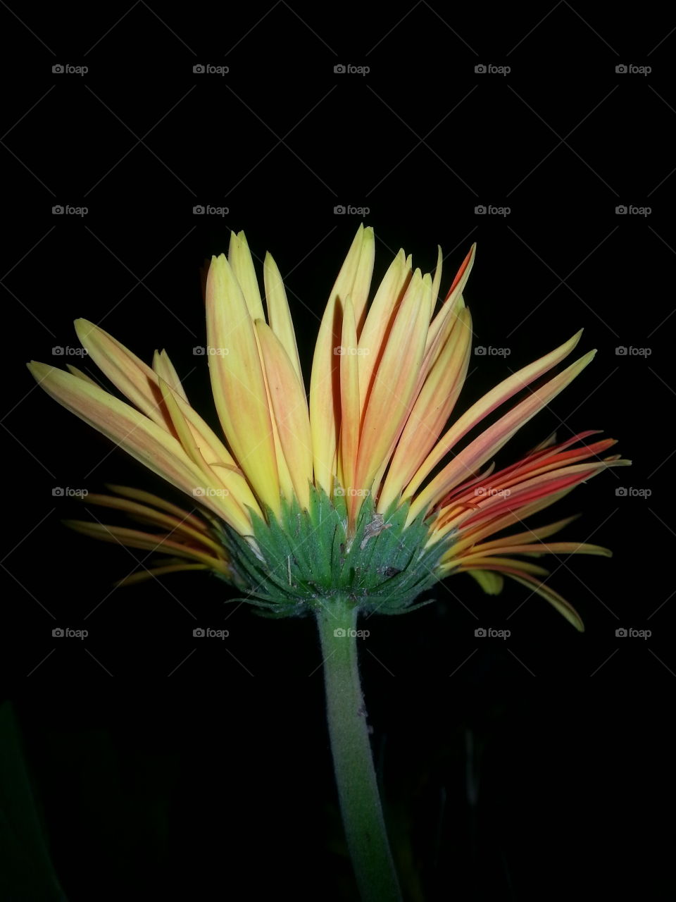 Who knew that the back of the flower had a glow all of its own?