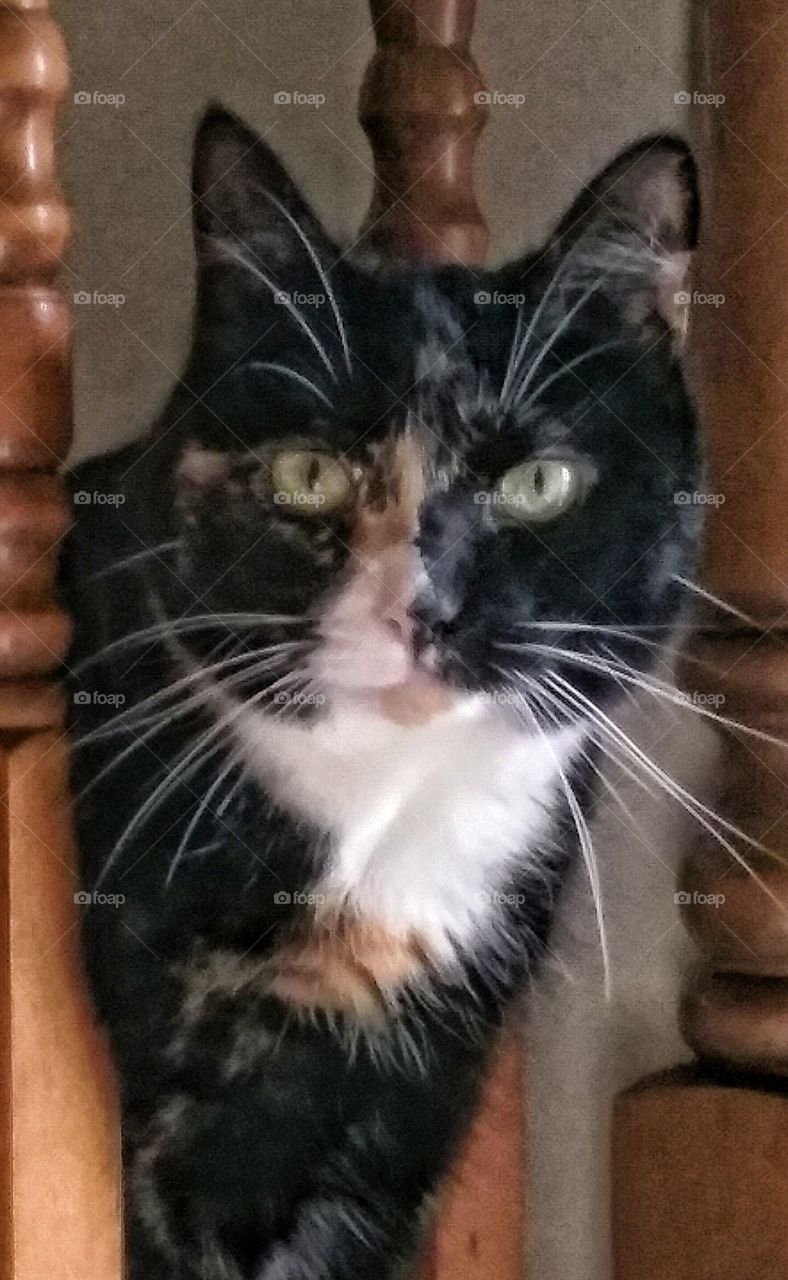 Hello Mama. my tortious shell calico greeting me when i walk through the door