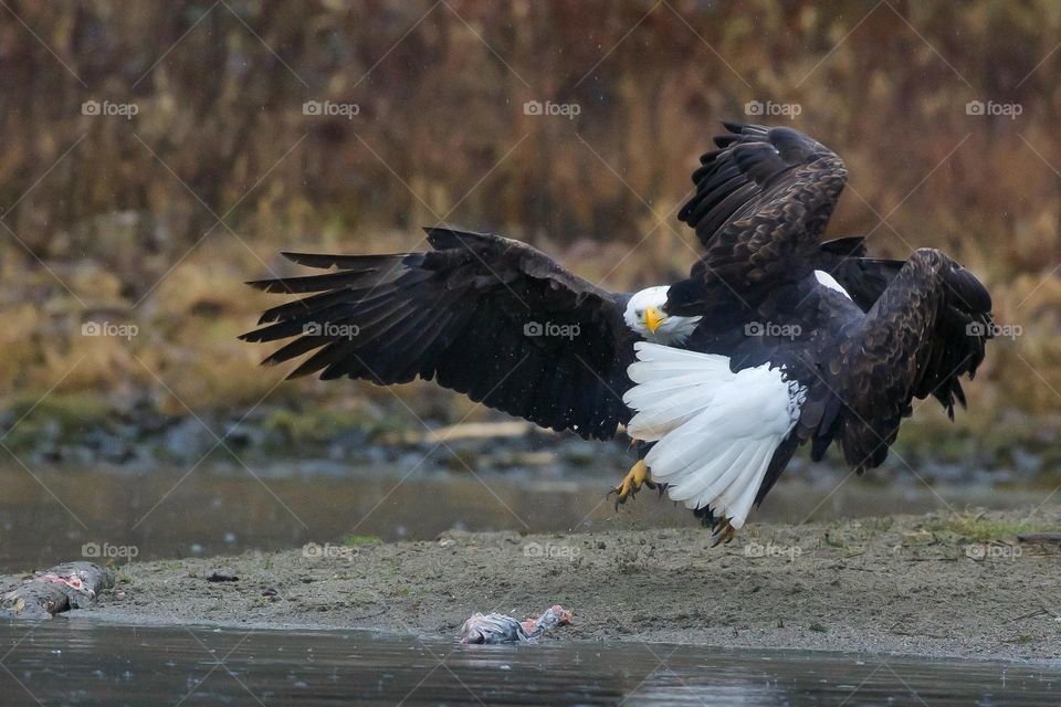 Bald Eagles in conflict