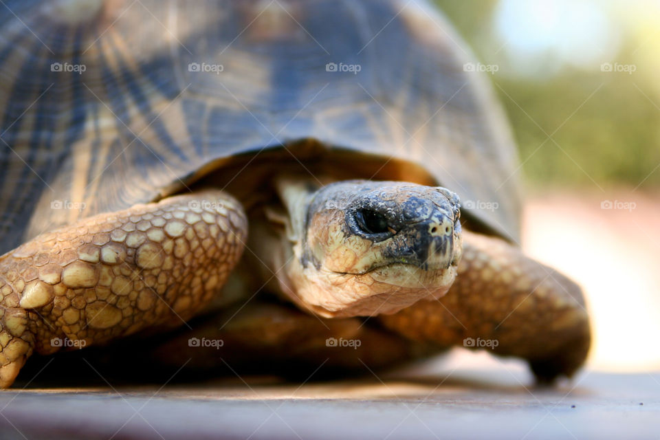 Sneaking up.... Close up photo of tortoise  face and eyes.