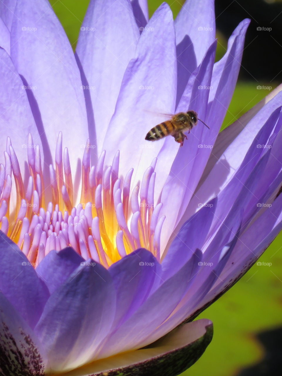 Honeybee & Waterlily