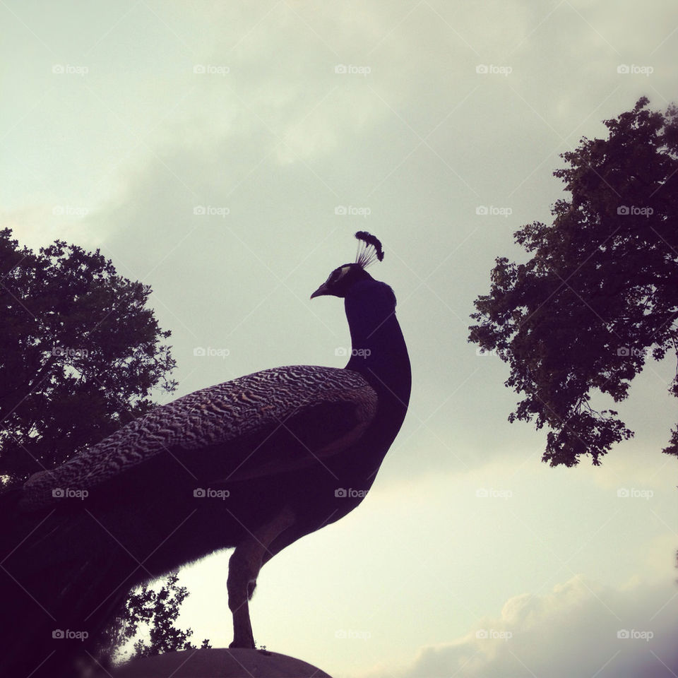 warsaw bird monument peacock by malcherkova