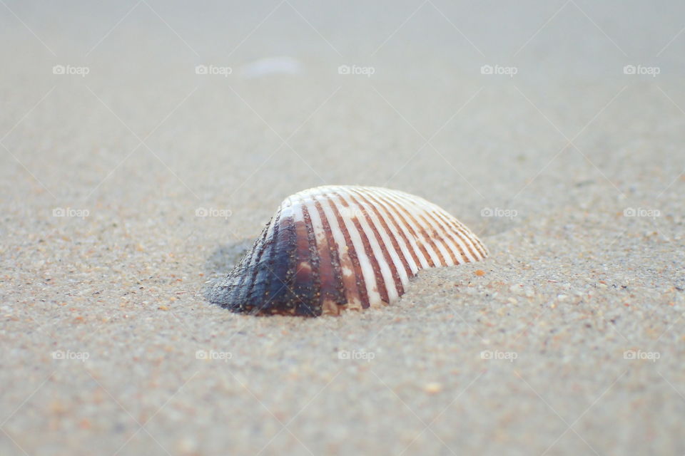 Morning on the beach in thailand, phuket, shell