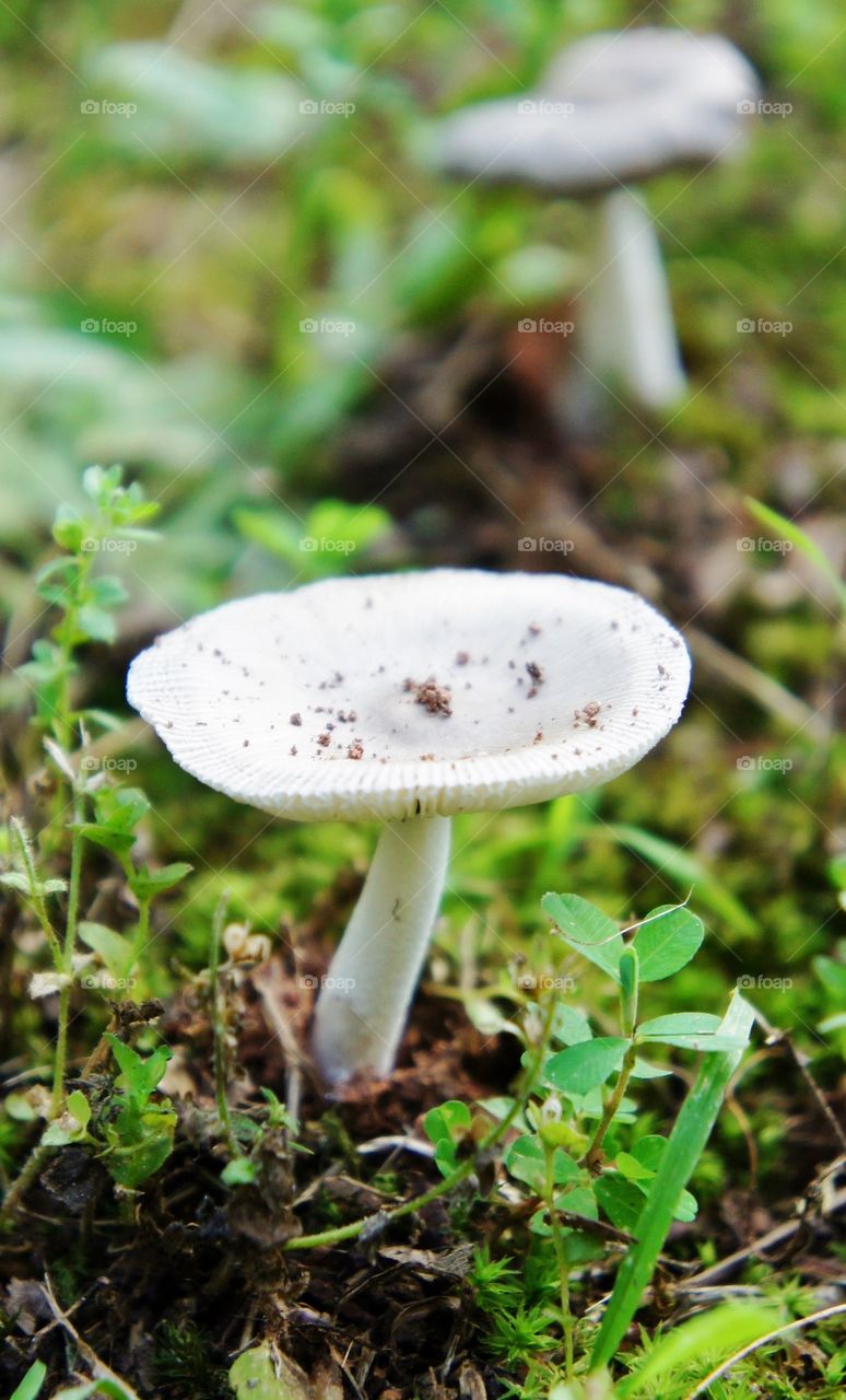 Mushrooms growing on field