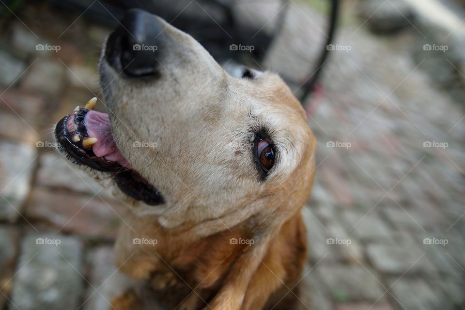 beagle