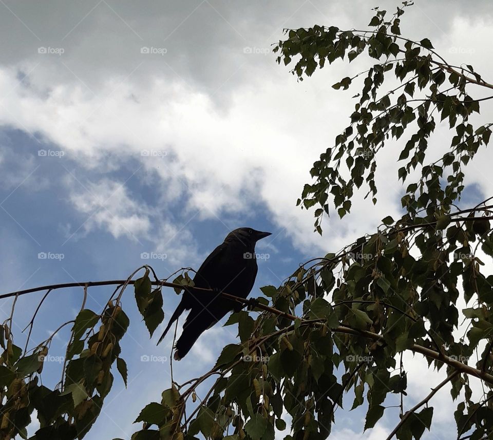 a lonely bird sitting on a tree