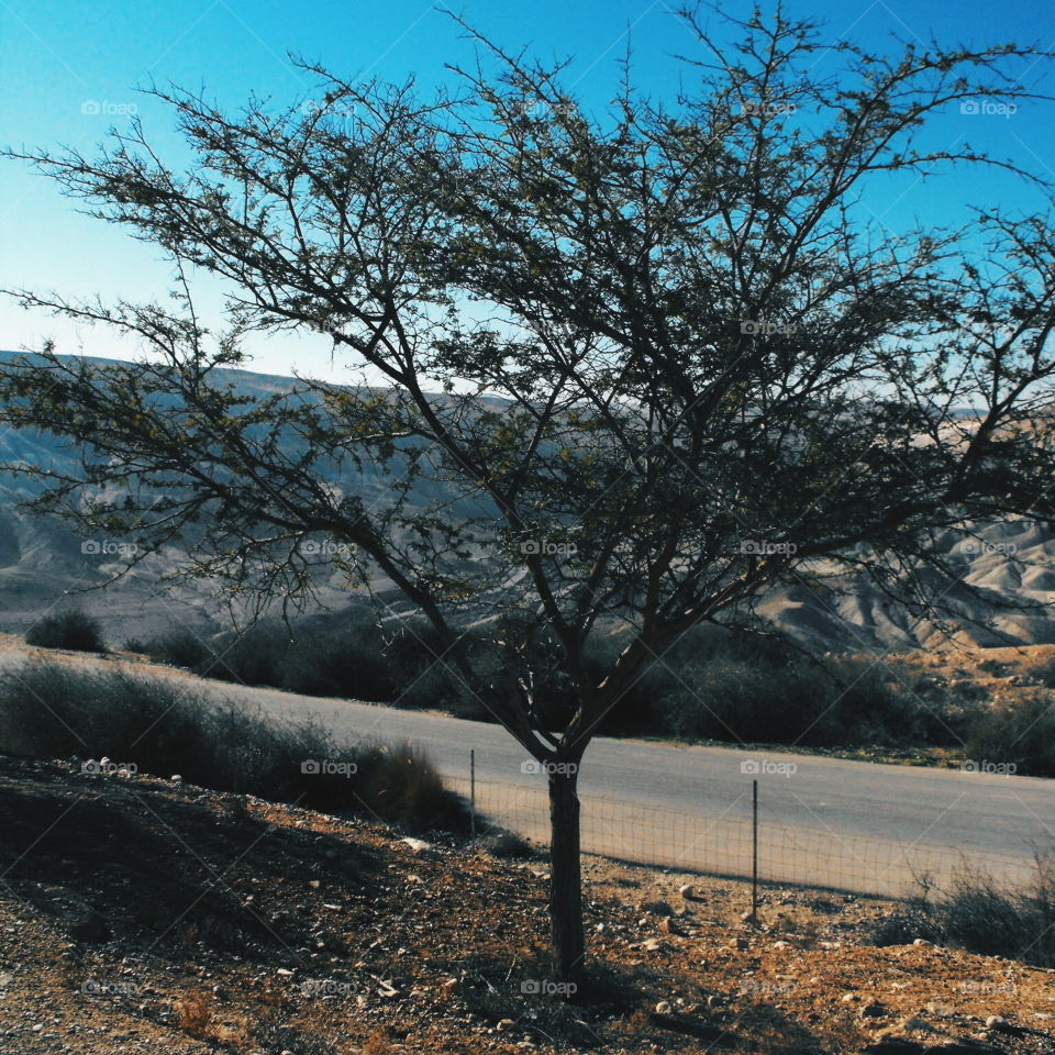 Desert tree