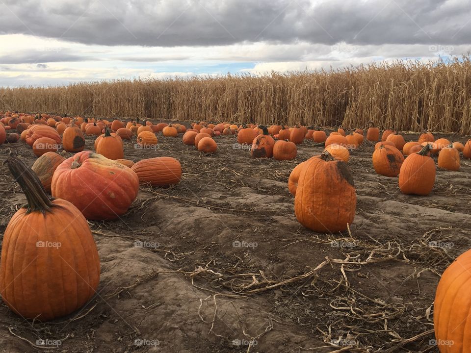 Pumpkin patch 