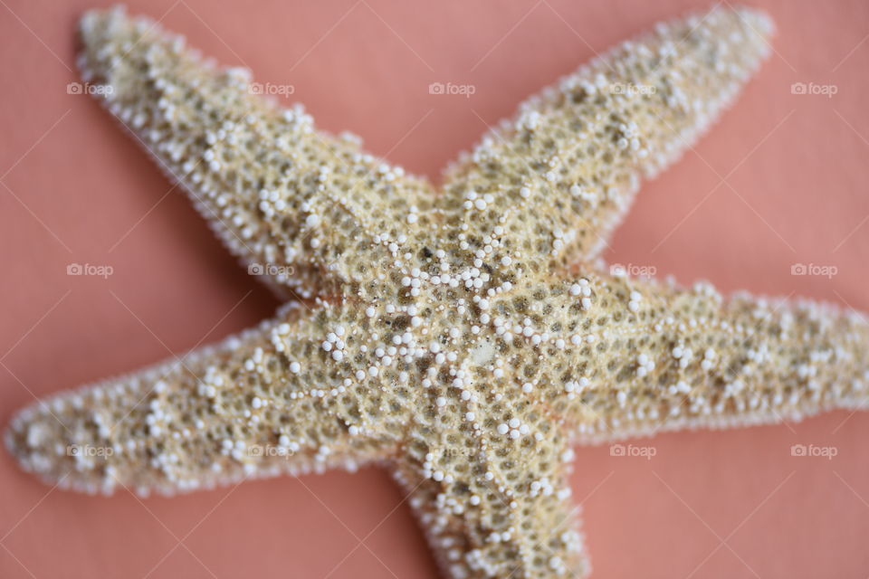 Dull colored dried sea star