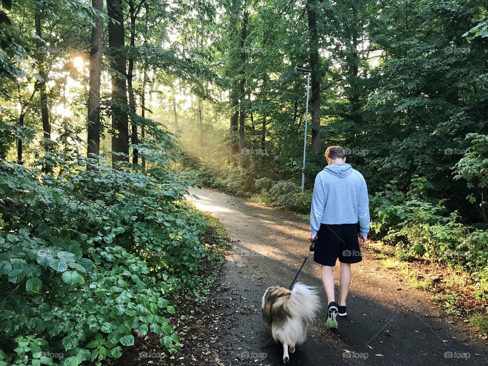 A man walking his Sheltie dog in summer