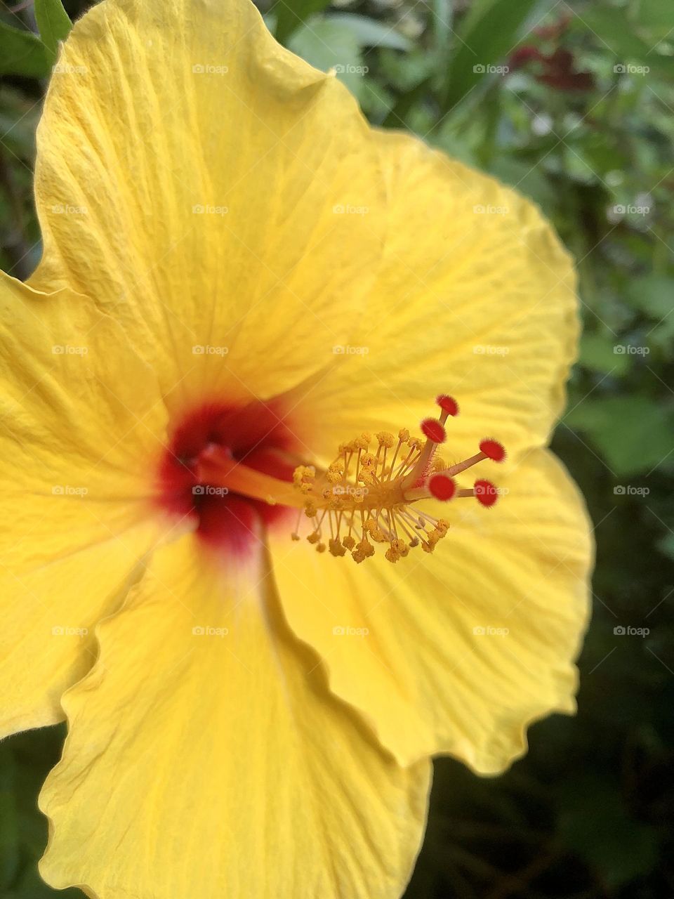 Extreme closeup of bright yellow hibiscus blossom
