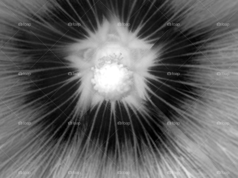 Big pistil and black and white texture