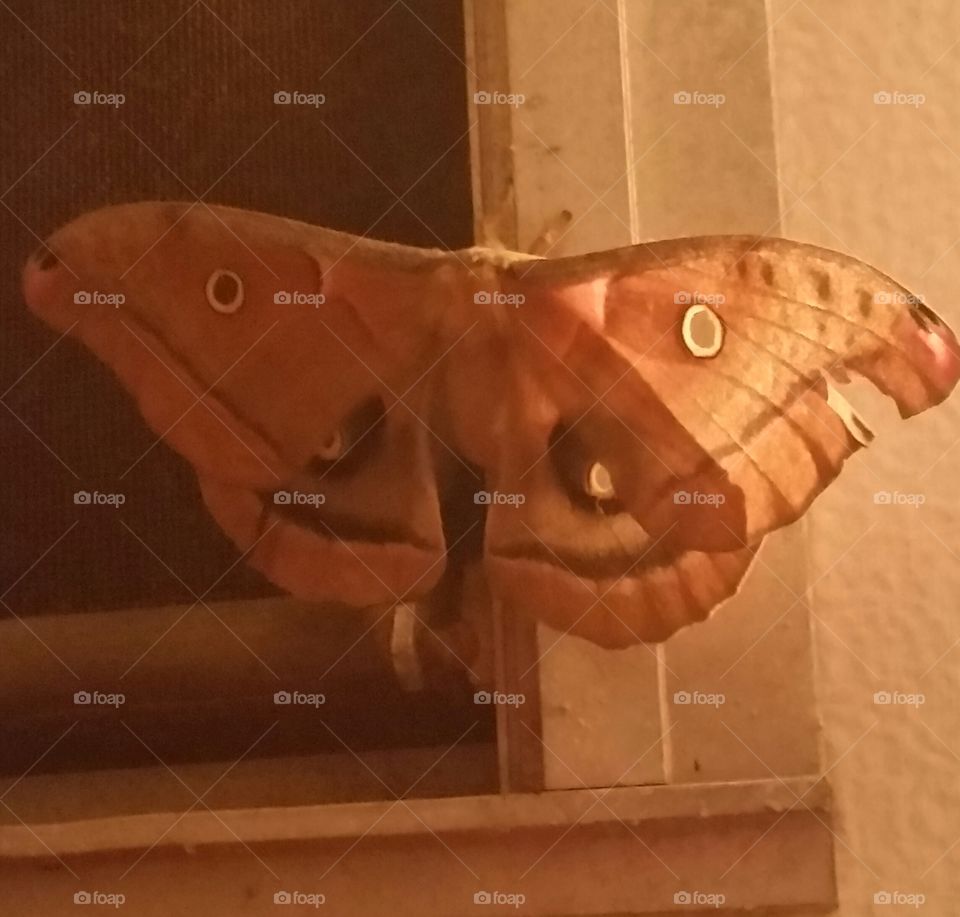 Giant Pennsylvania Moth