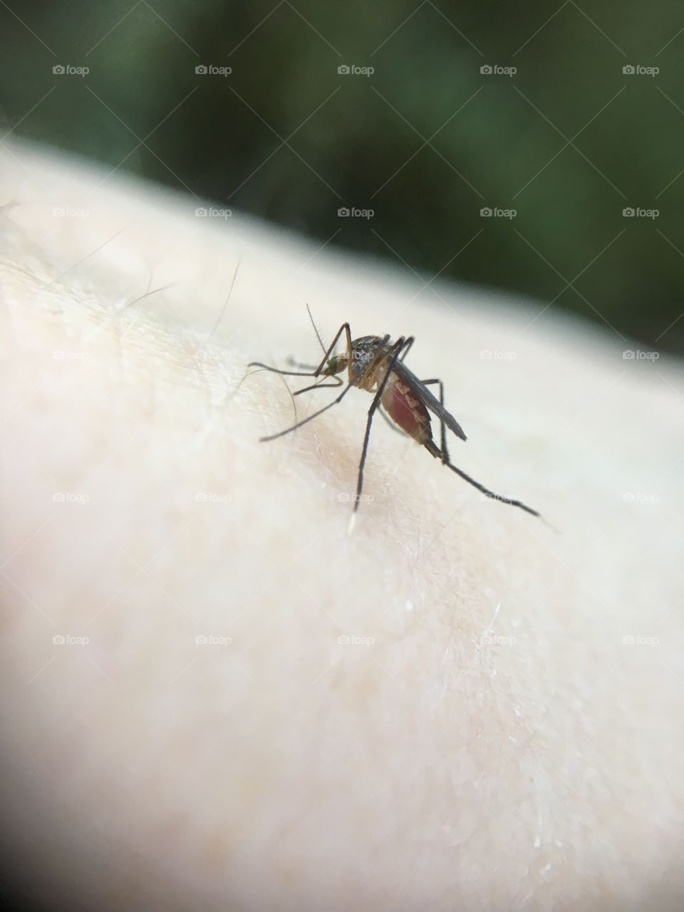 Mosquito eating dinner