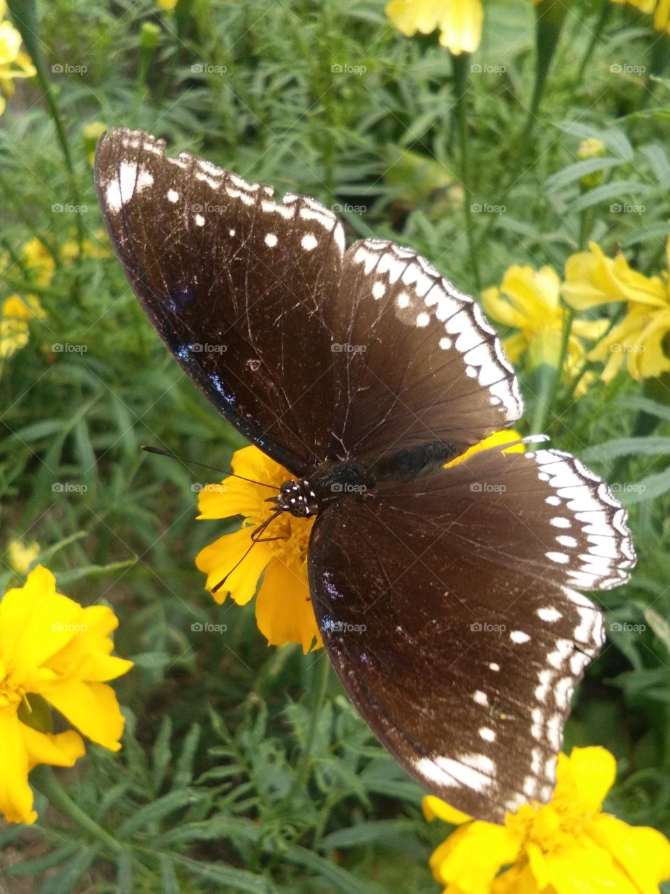beautiful amazing butterfly black
