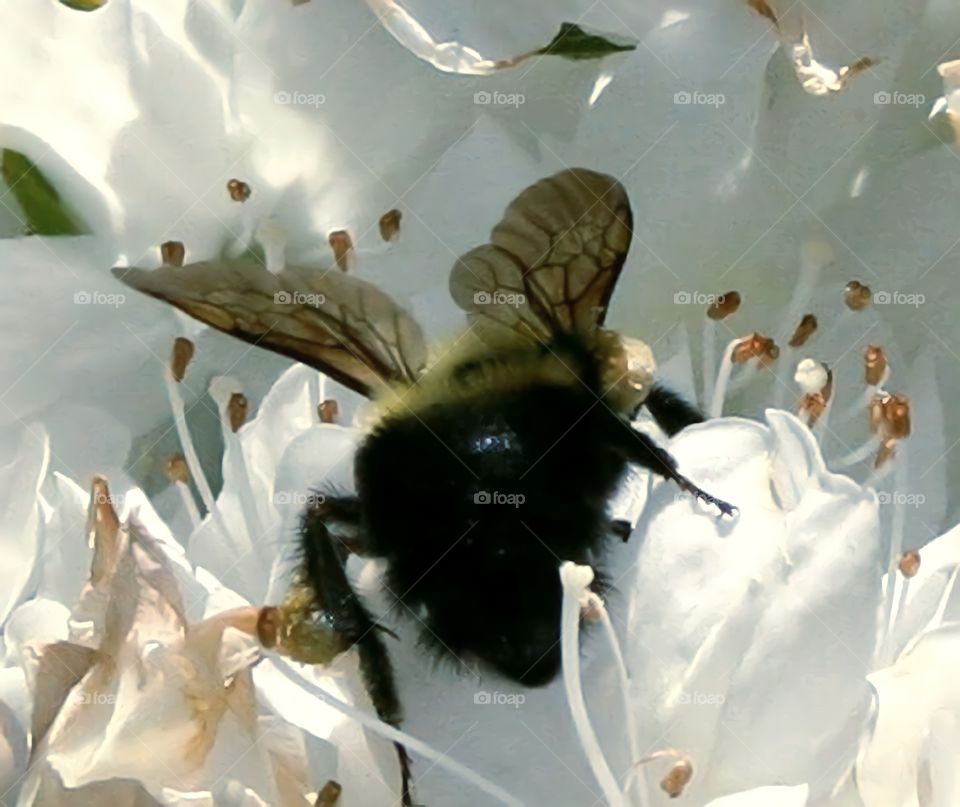 Bee - Abeja