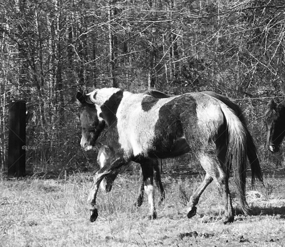 Black and white photo of Bella the paint horse mare located in the South Georgia woods. 