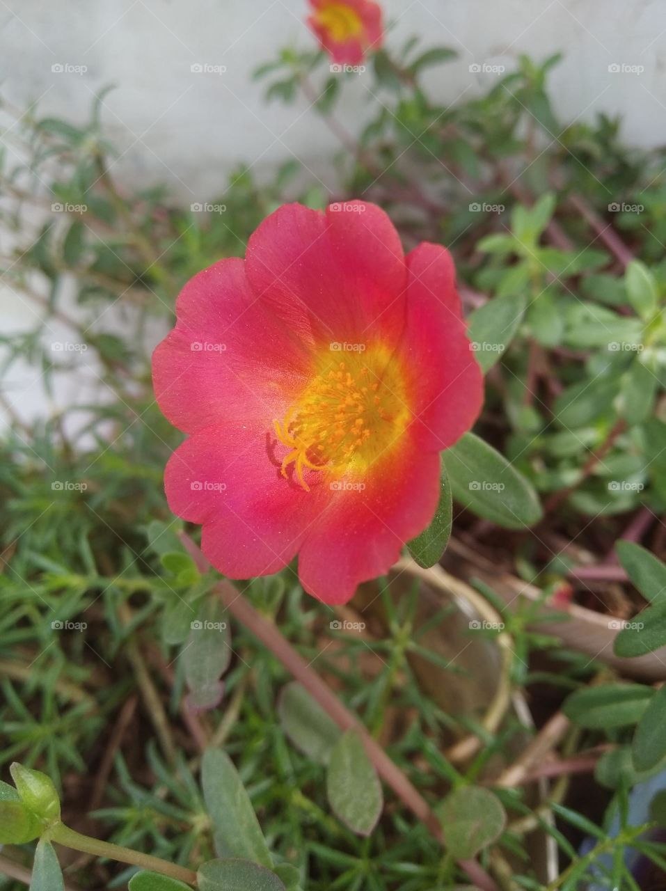 red flower seasonal fresh shurb small size looks very beautiful generally found everywhere