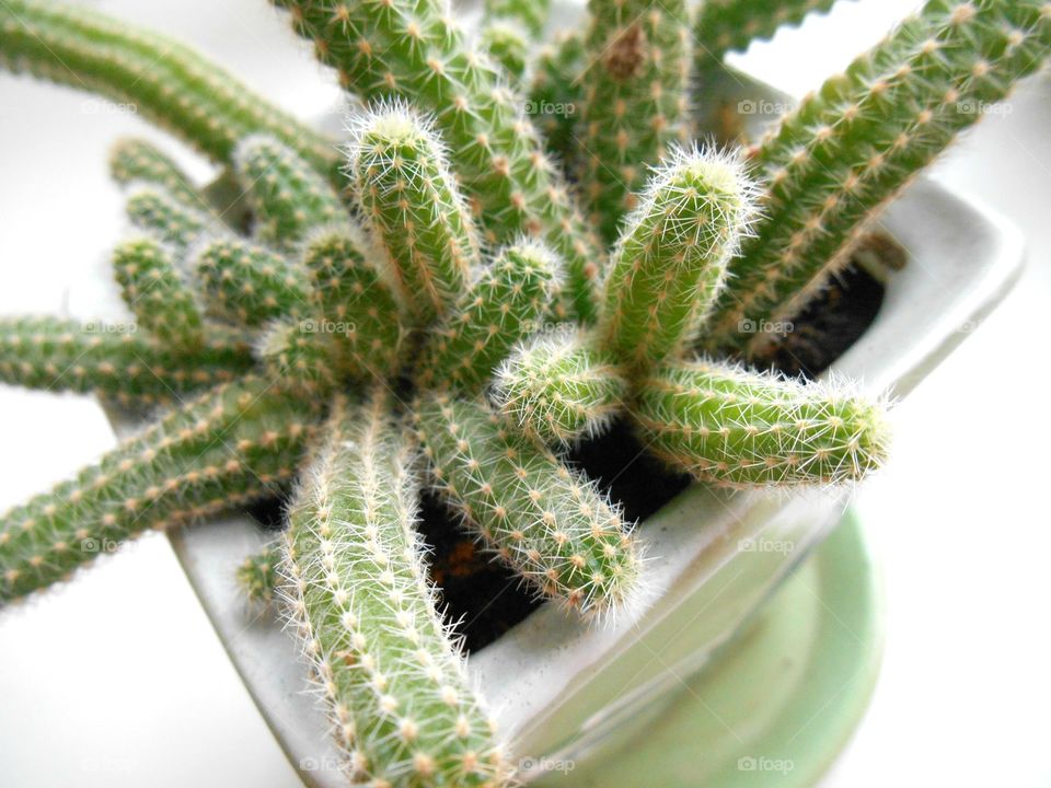 house plants in the pots cactus