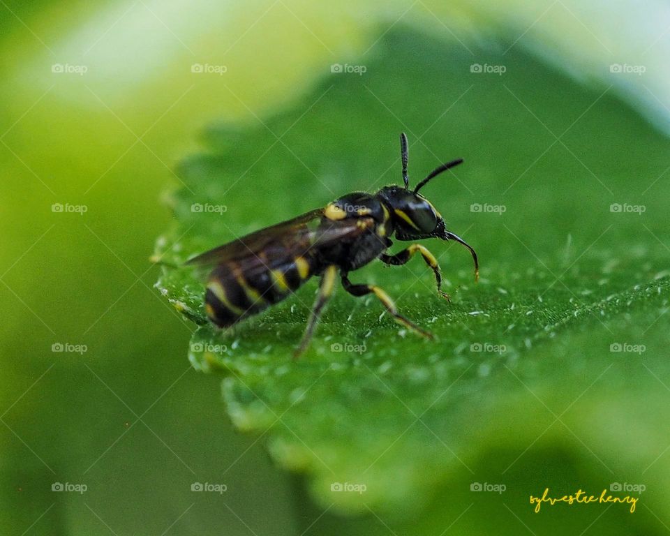 wasp on green leaf