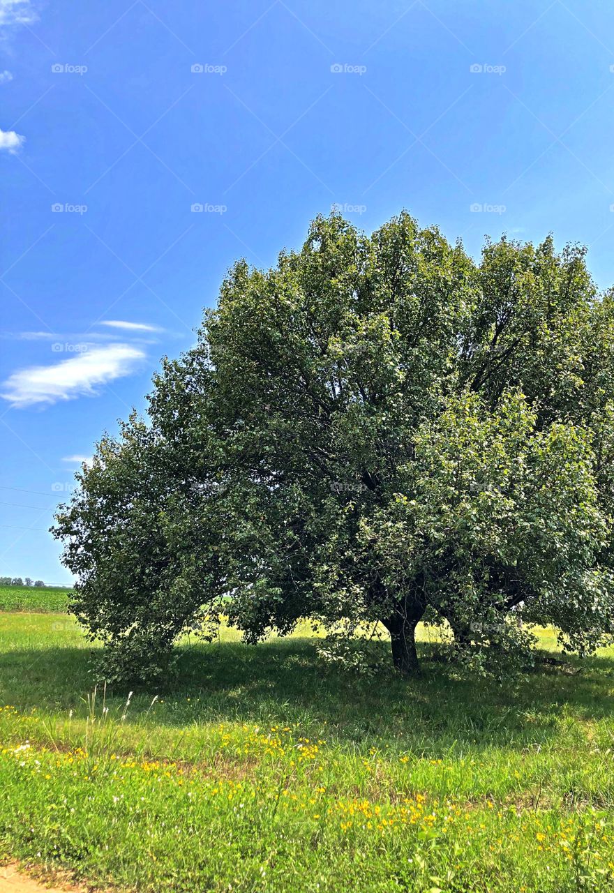Tree scene in rural area