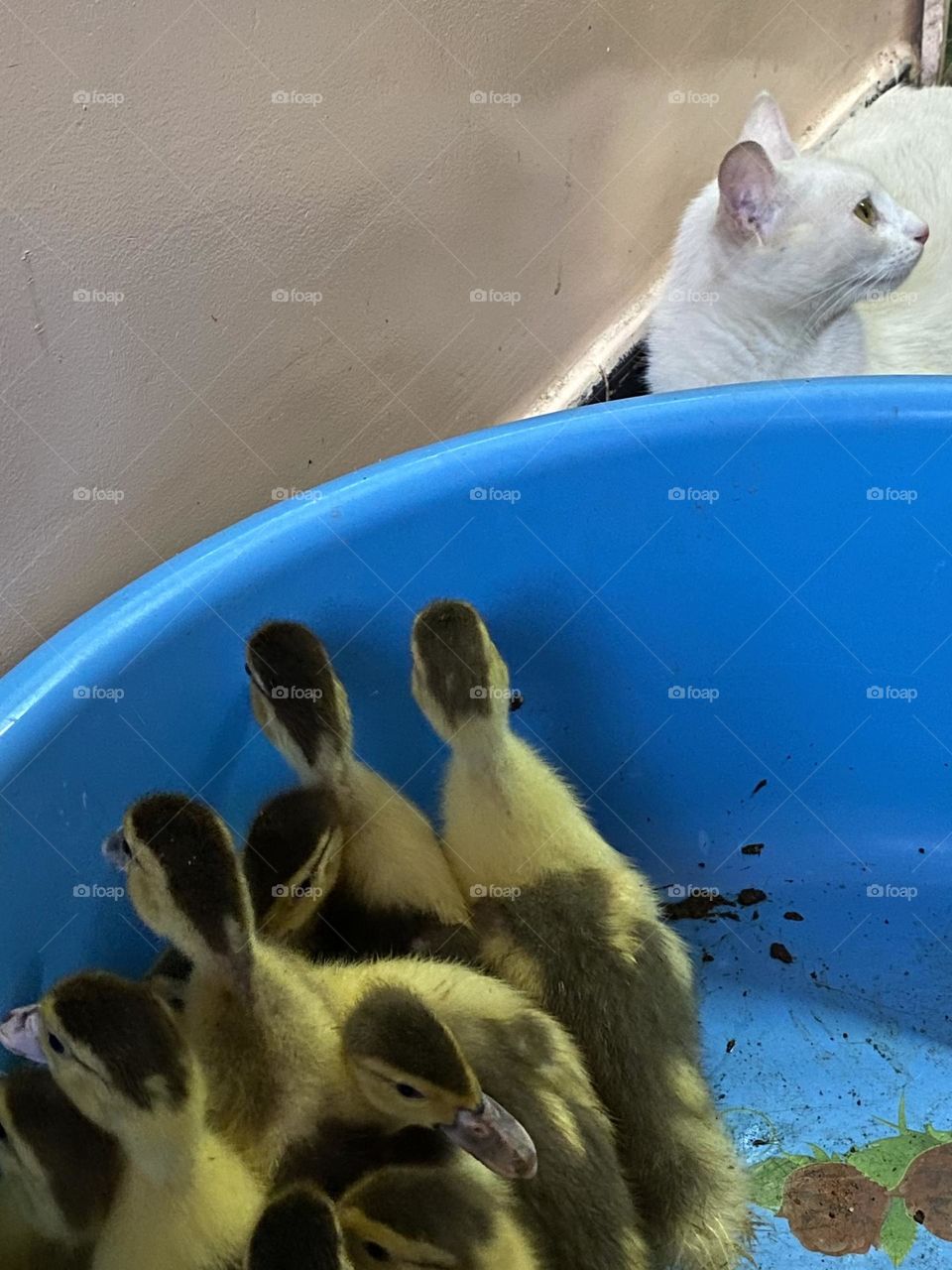 A cat is watching some ducks 