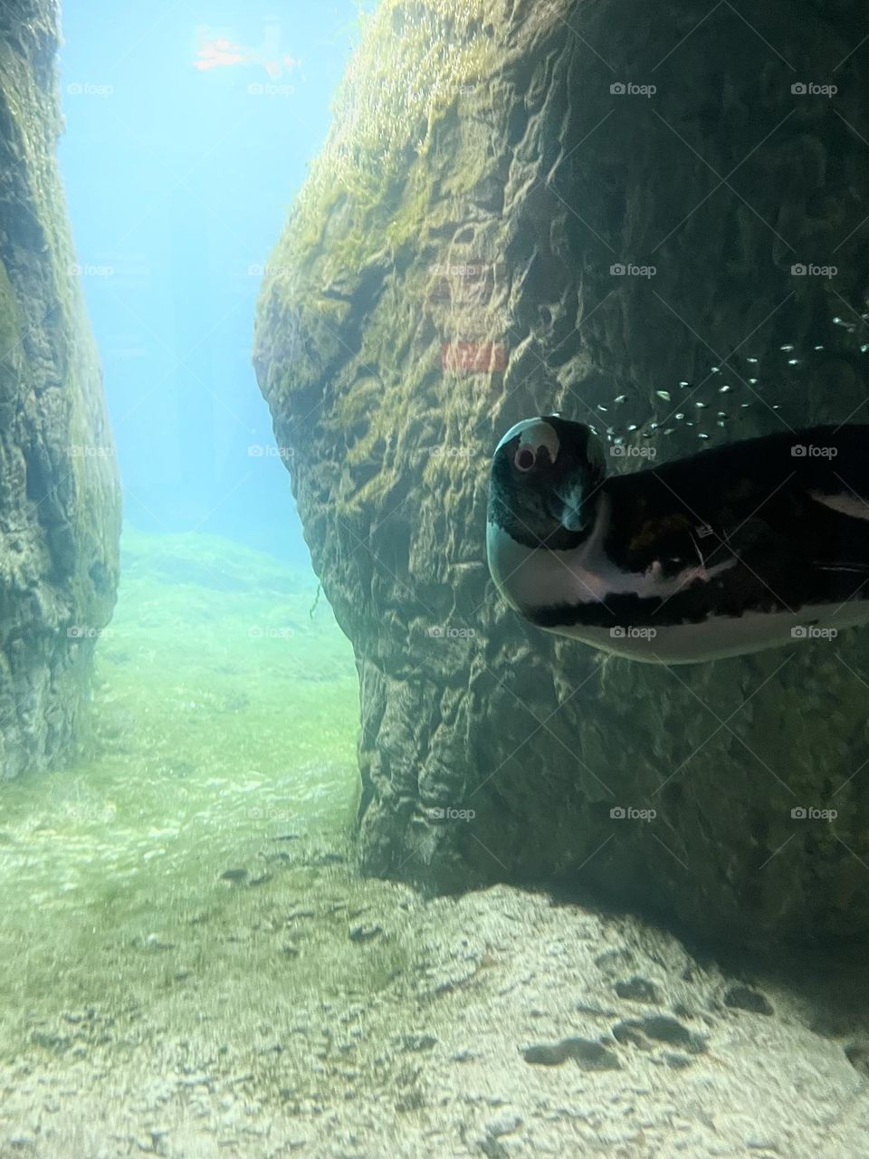 Penguin swimming at the Coney Island Aquarium 