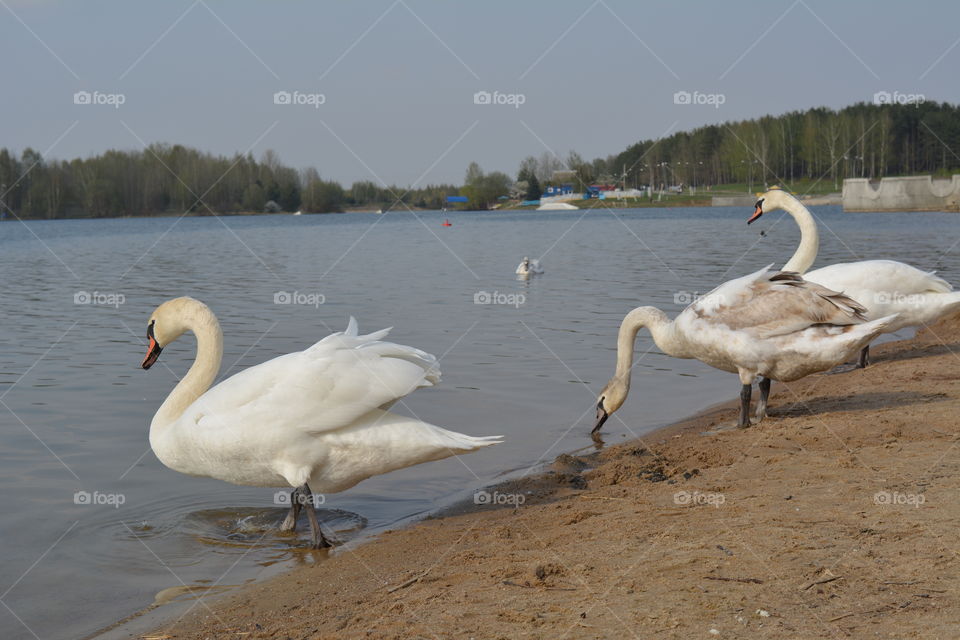 beautiful landscape lake shore and birds swans spring time