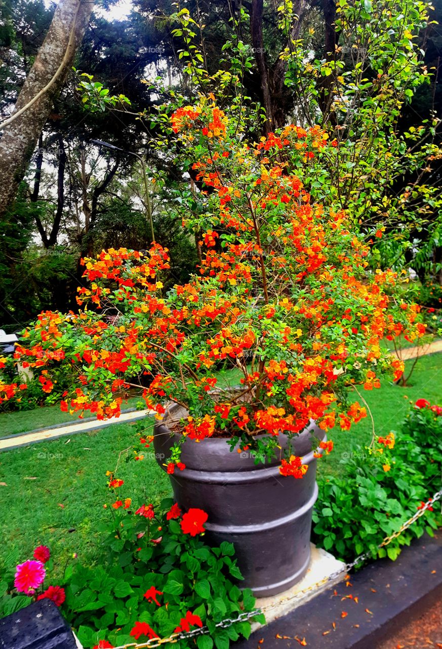 «FLOWERS AND ENVIRONMENT»