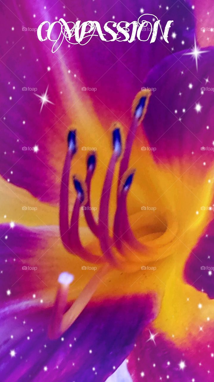 "Purple & Pink Flower"