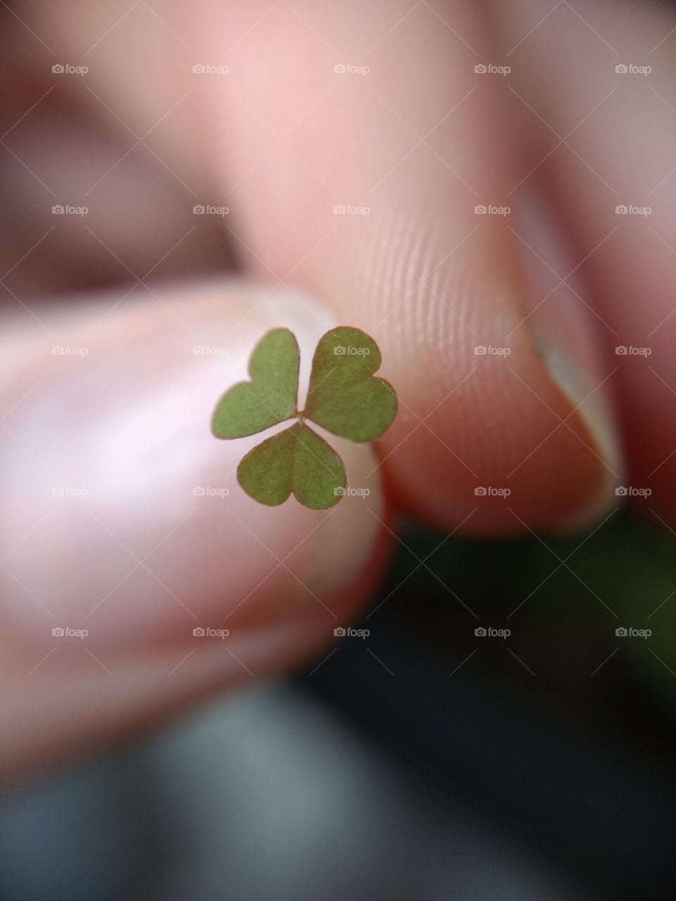 Macro view of three leaf clover