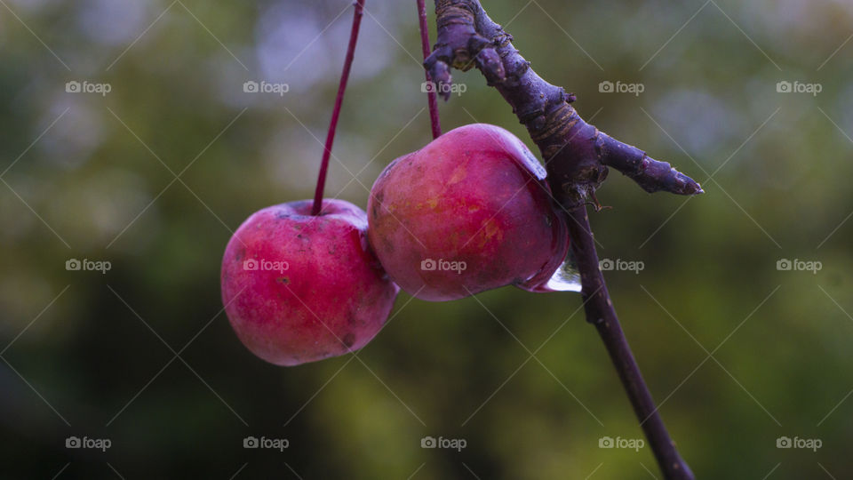 Wild apple tree