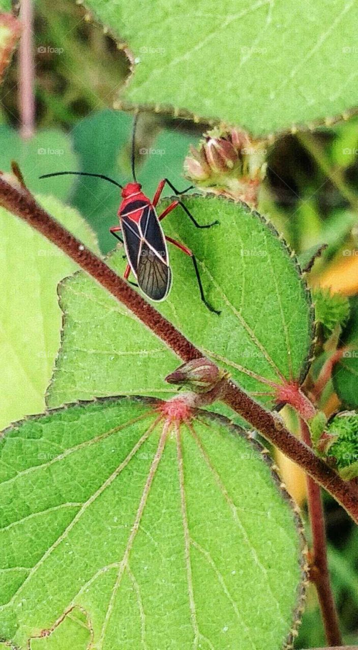 colorful insects