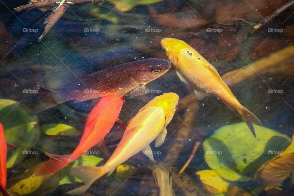 Wish pond - Gold fish and small water lillies