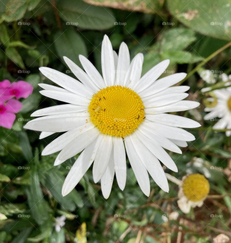 🌹 🇺🇸 Very beautiful flowers to brighten our day.  Live nature and its beauty. Did you like the delicate petals? / 🇧🇷 Flores muito bonitas para alegrar nosso dia. Viva a natureza e sua beleza. Gostaram das pétalas delicadas?