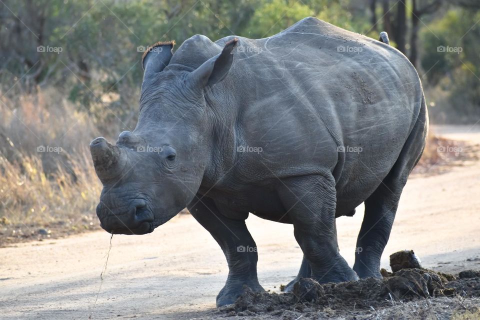 African White Rhinoceros laying at the waterhole, drinking water, rolling in the mud, sleeping next to the water to cool down from the heat.