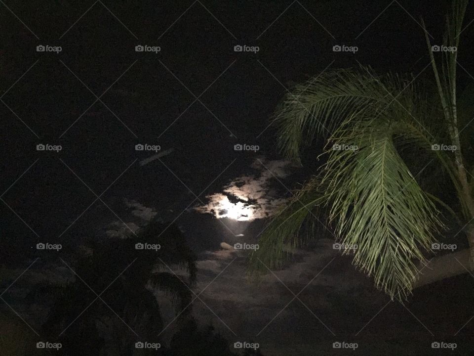 Nite moon. Back yard view