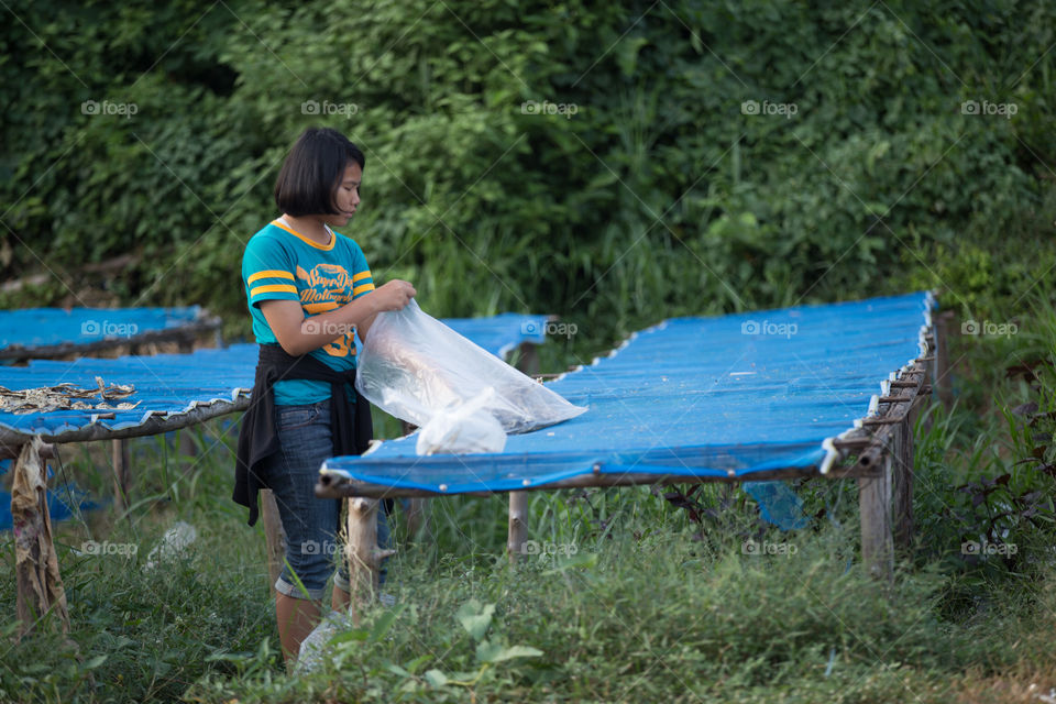 Girl collected the dried fish in the bag