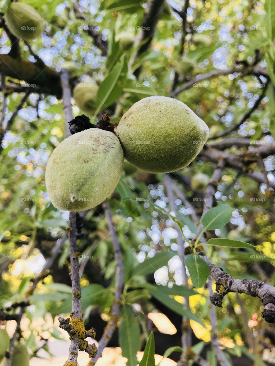 Almonds of California 