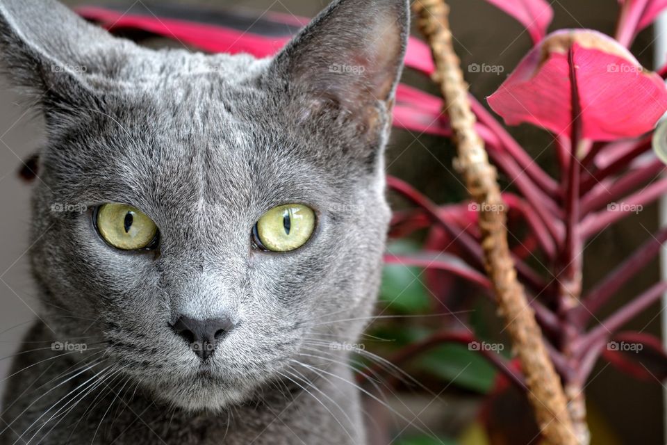 russian blue cat funny portrait, look