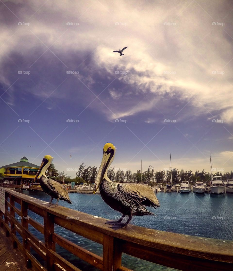 Pelicans Bay