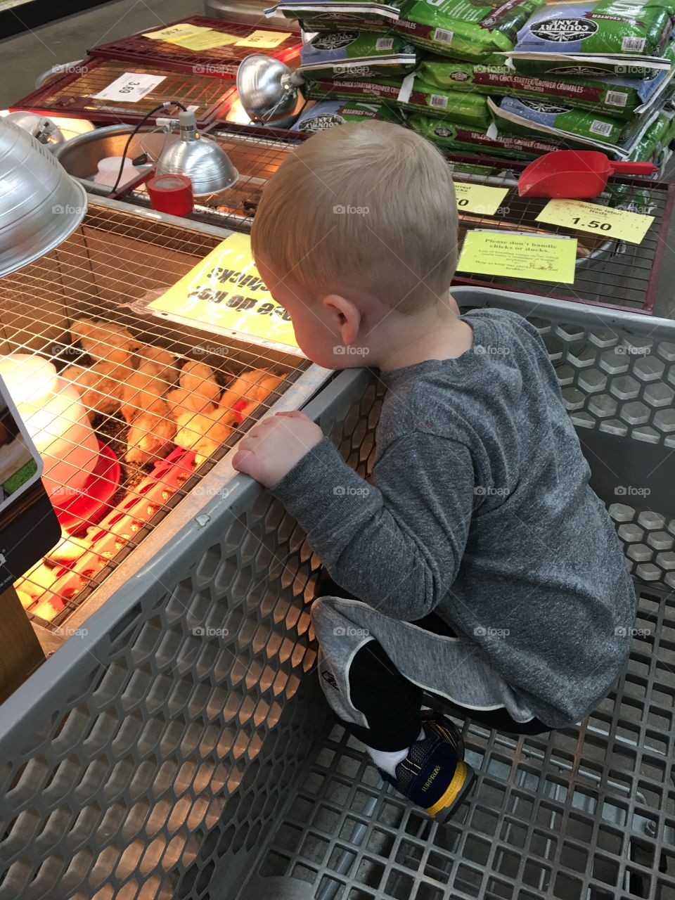 Toddler shopping for chickens 