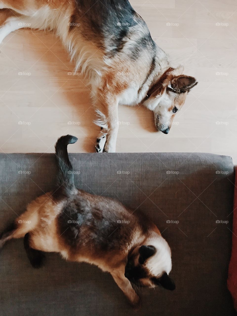 Cat and dog synchronized 
