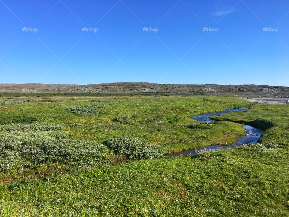 Nature of tundra 