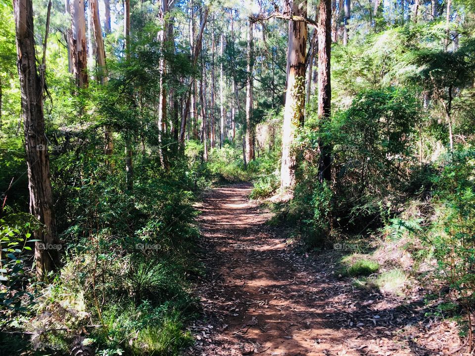 On a journey through the bush