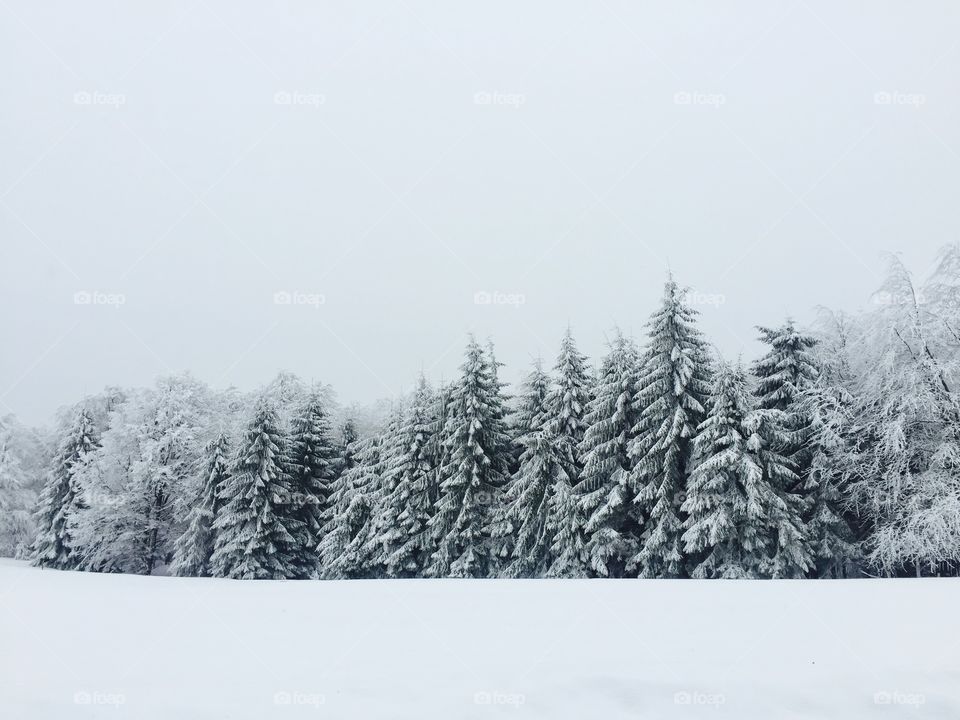 Minimalistic landscape of trees covered in snow 