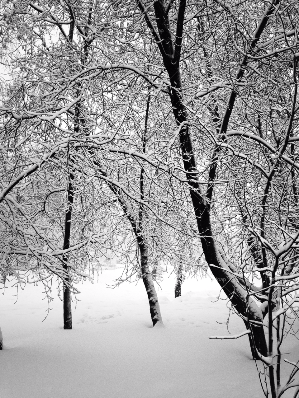 Winter, Tree, Snow, Branch, Wood
