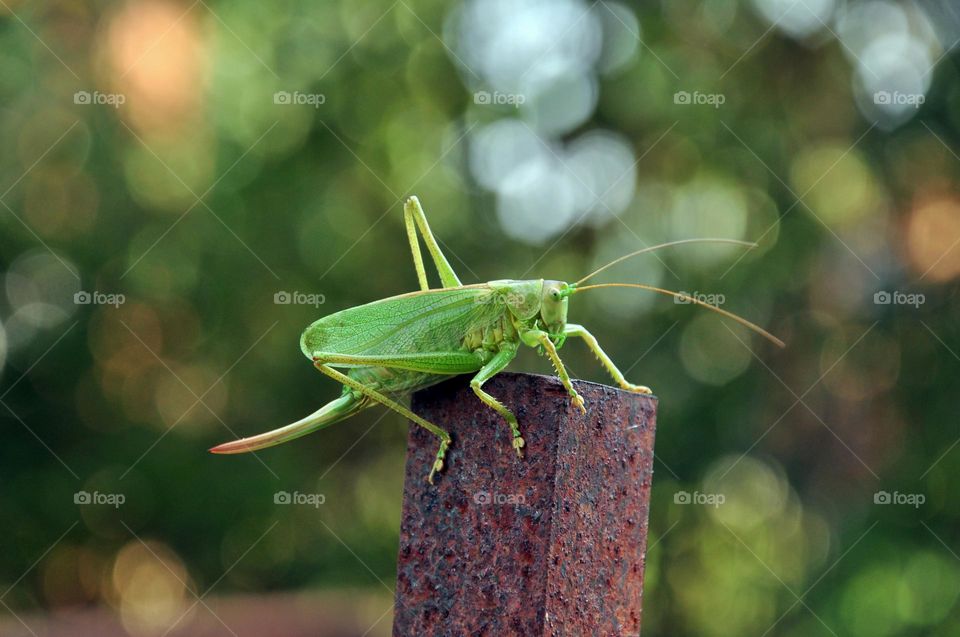 Grasshopper near