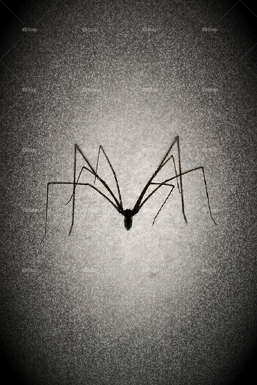 Small spider monochrome